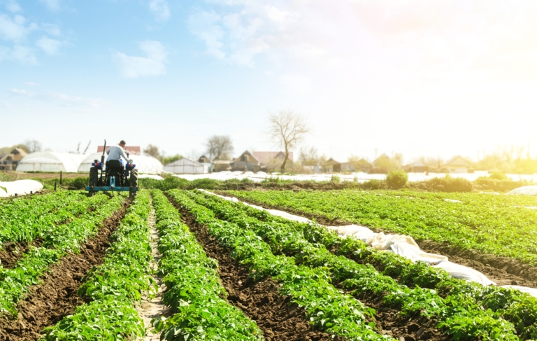 Farmer cultivates a field plantation of young Riviera potatoes. Weed removal and improved air access to plant roots. Fertilizer with nitrate and plowing soil for further irrigation irrigation